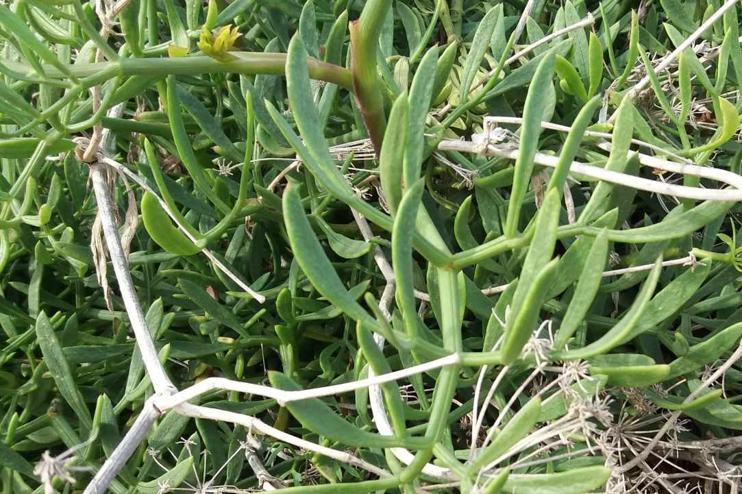 Crithmum (Sea fennel or Rock samphire)