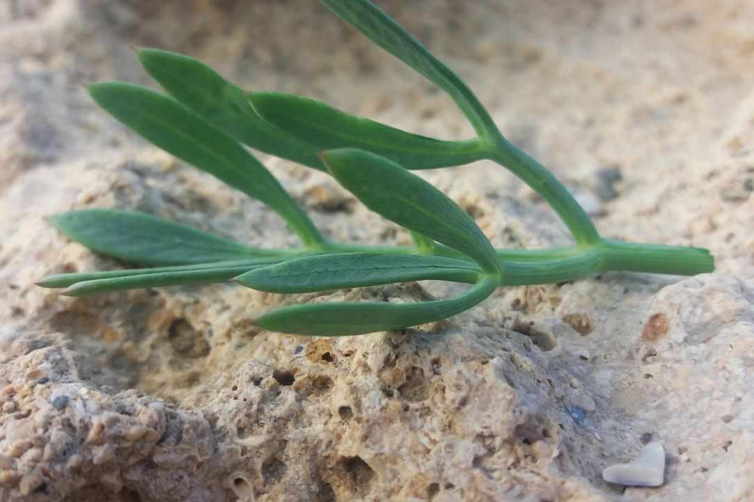 Crithmum (Sea fennel or Rock samphire)