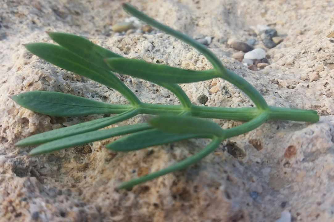 Crithmum (Sea fennel or Rock samphire)