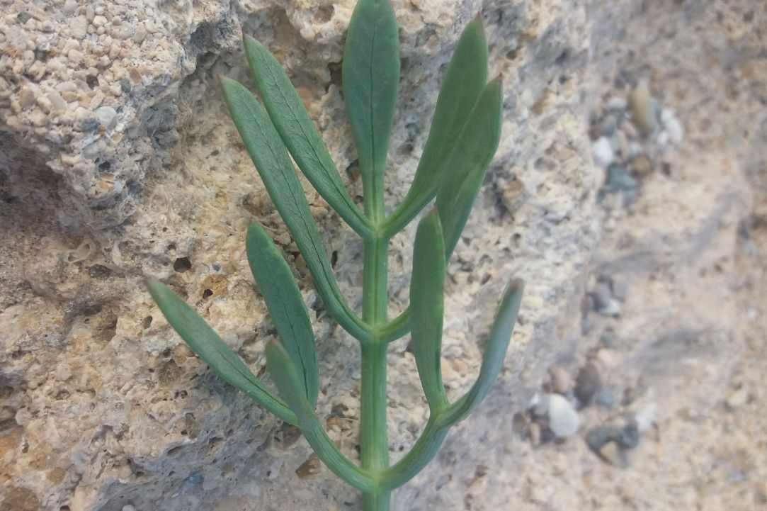 Crithmum (Sea fennel or Rock samphire)