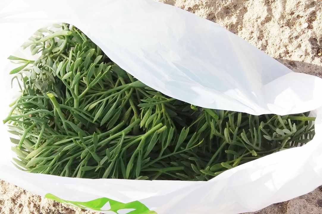 Crithmum (Sea fennel or Rock samphire)