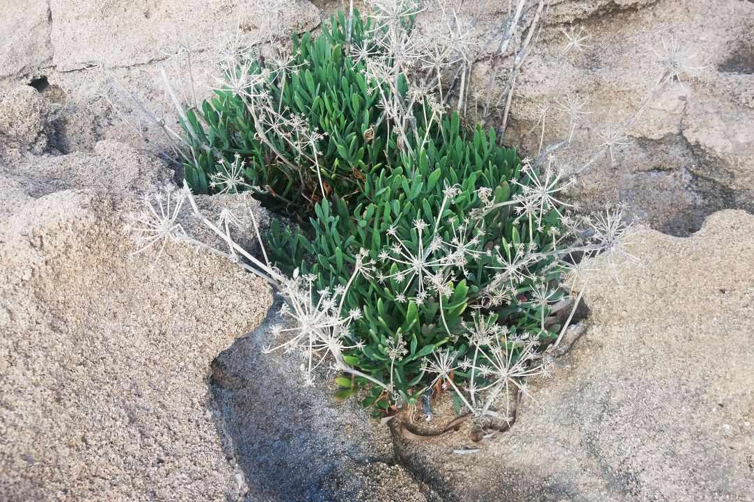 Crithmum (Sea fennel or Rock samphire)
