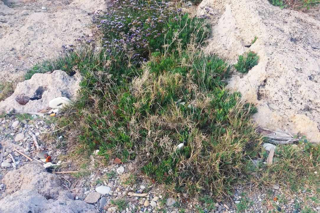 Crithmum (Sea fennel or Rock samphire)