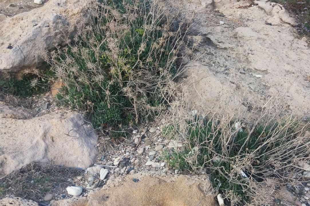 Crithmum (Sea fennel or Rock samphire)