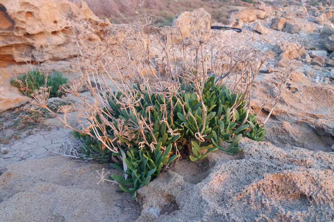 Crithmum (Sea fennel or Rock samphire)