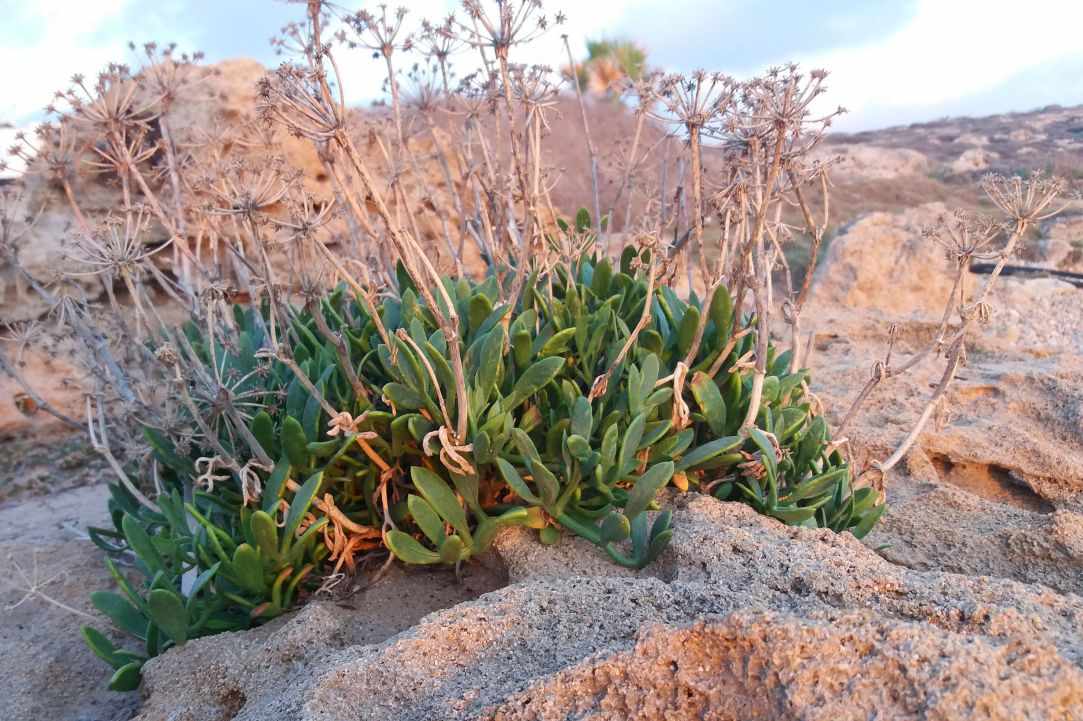Crithmum (Sea fennel or Rock samphire)