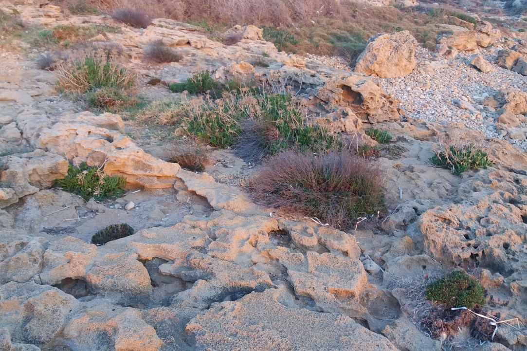 Crithmum (Sea fennel or Rock samphire)