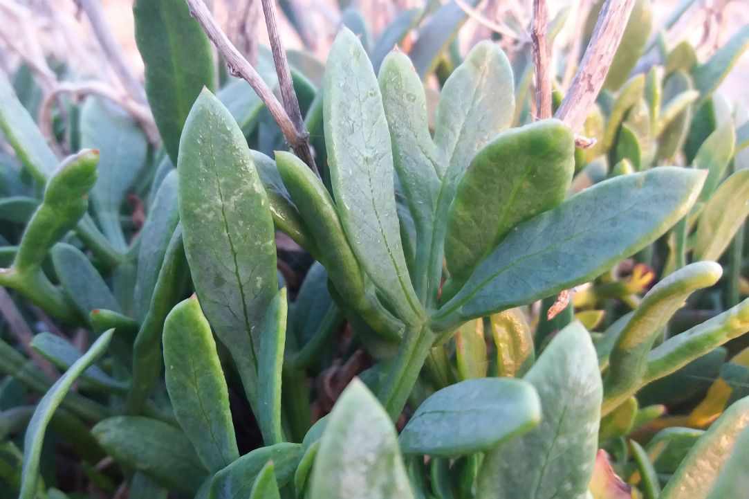 Crithmum (Sea fennel or Rock samphire)