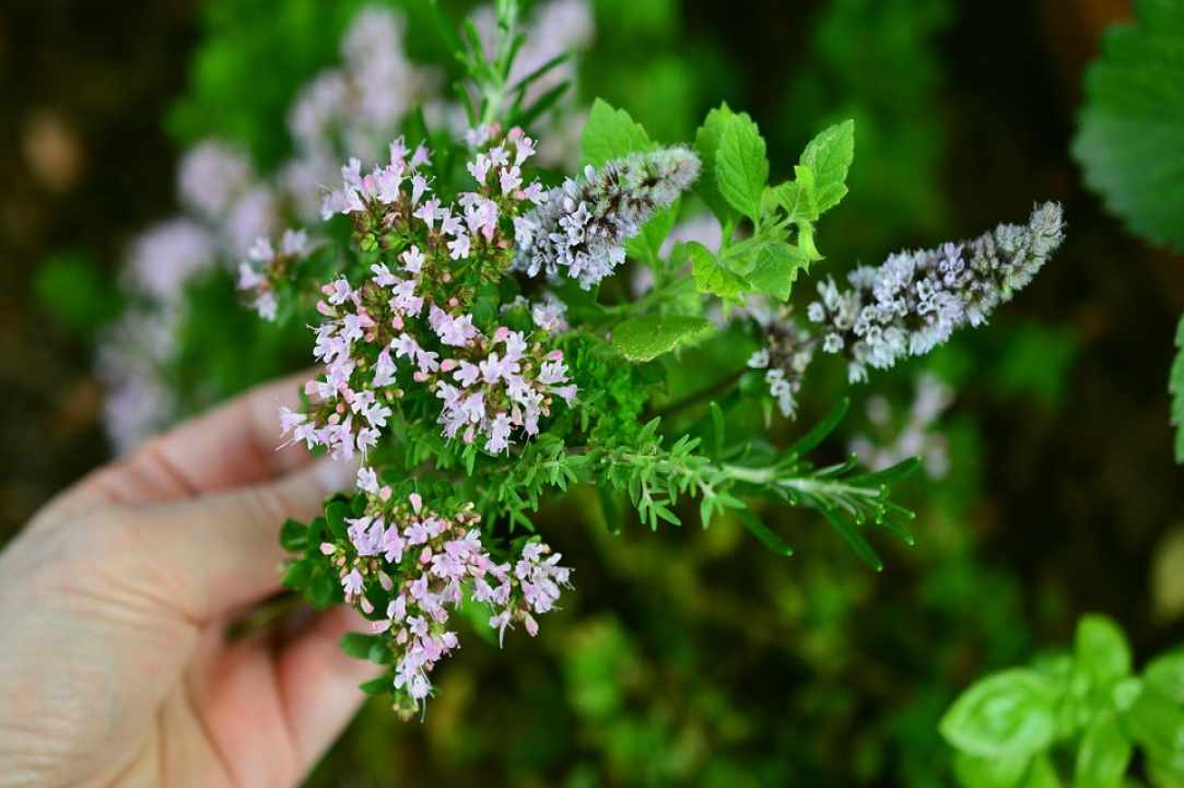 Herbs and Spices of Cyprus - more than 600 different types exist in Cyprus