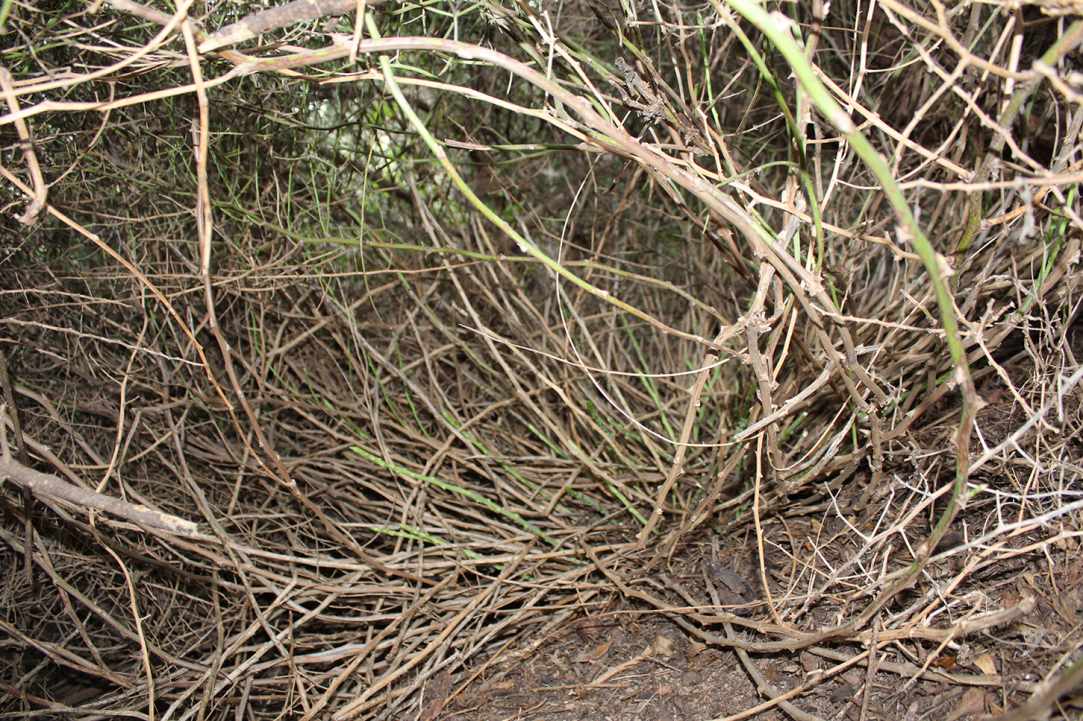Cypriot Asparagus (Agrelia)