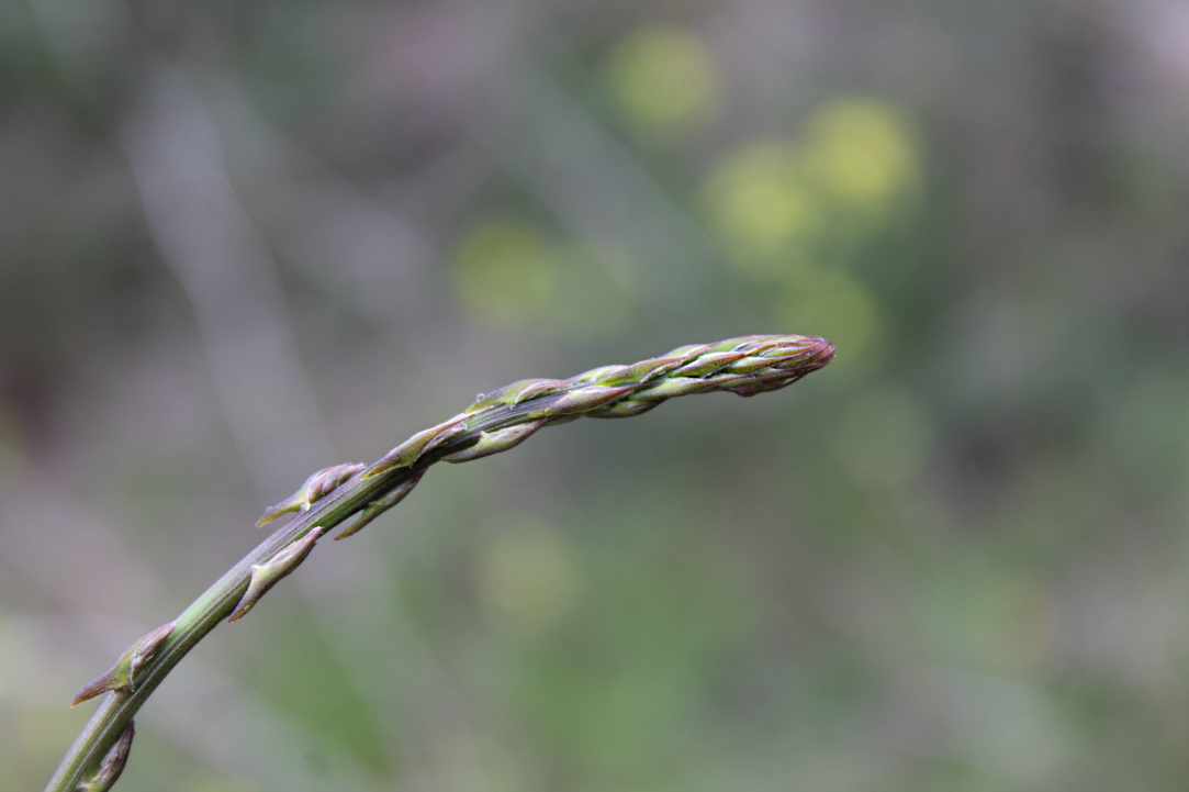 Cypriot Asparagus (Agrelia)