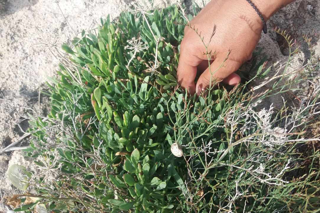 Crithmum (Sea fennel or Rock samphire)