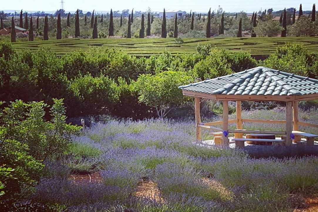 Lavender Festival