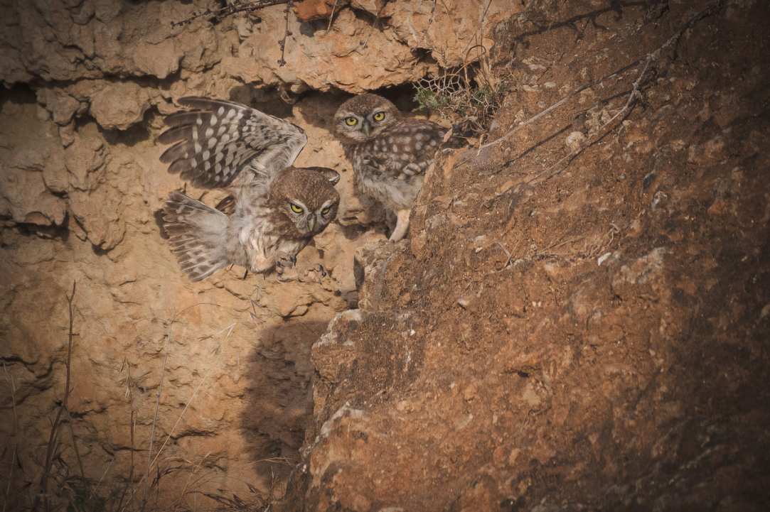 Birdwatching or Birding in Cyprus