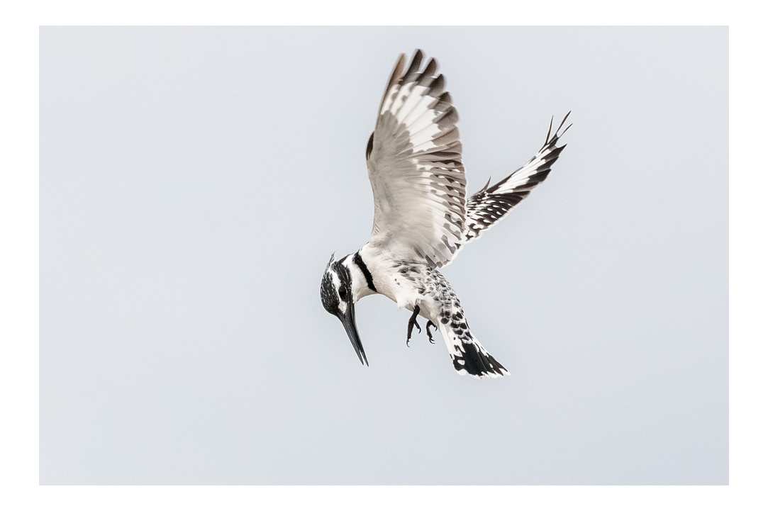 Birdwatching or Birding in Cyprus