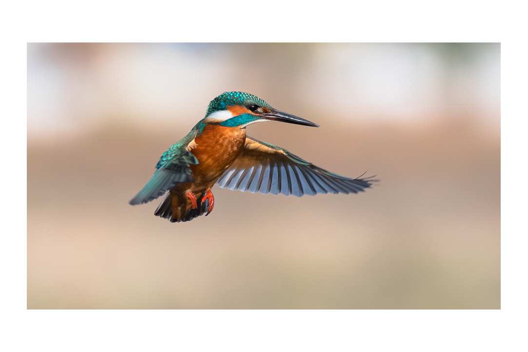 Birdwatching or Birding in Cyprus