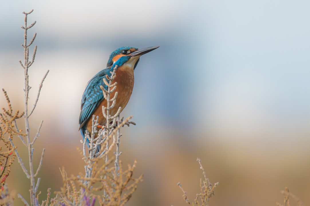 Birdwatching or Birding in Cyprus