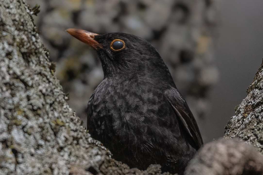 Birdwatching or Birding in Cyprus