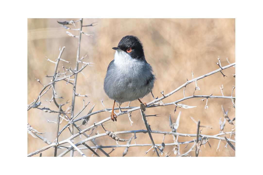 Birdwatching or Birding in Cyprus