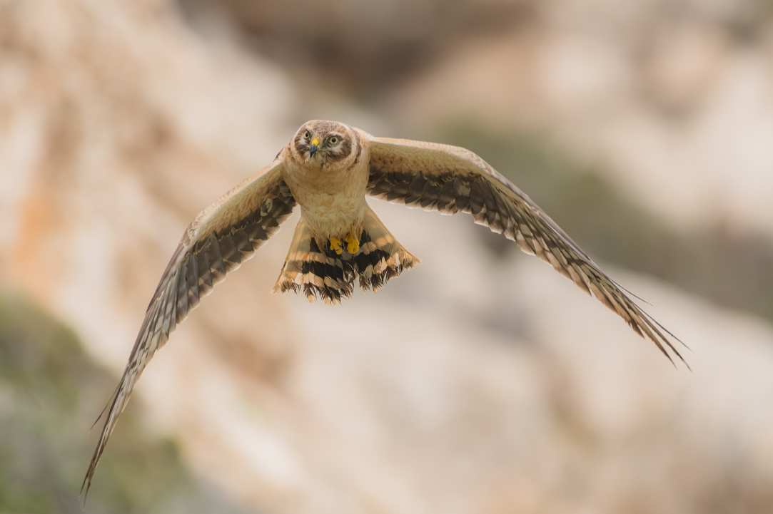 Birdwatching or Birding in Cyprus