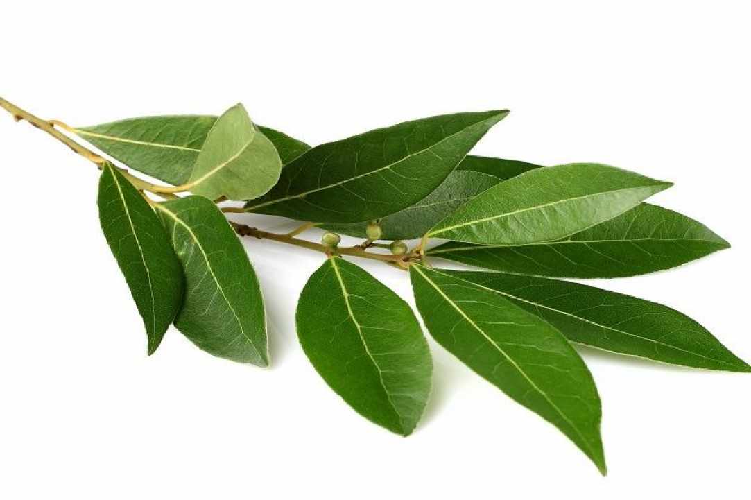 Τα πιο Δημοφιλή Βότανα και Μυρωδικά