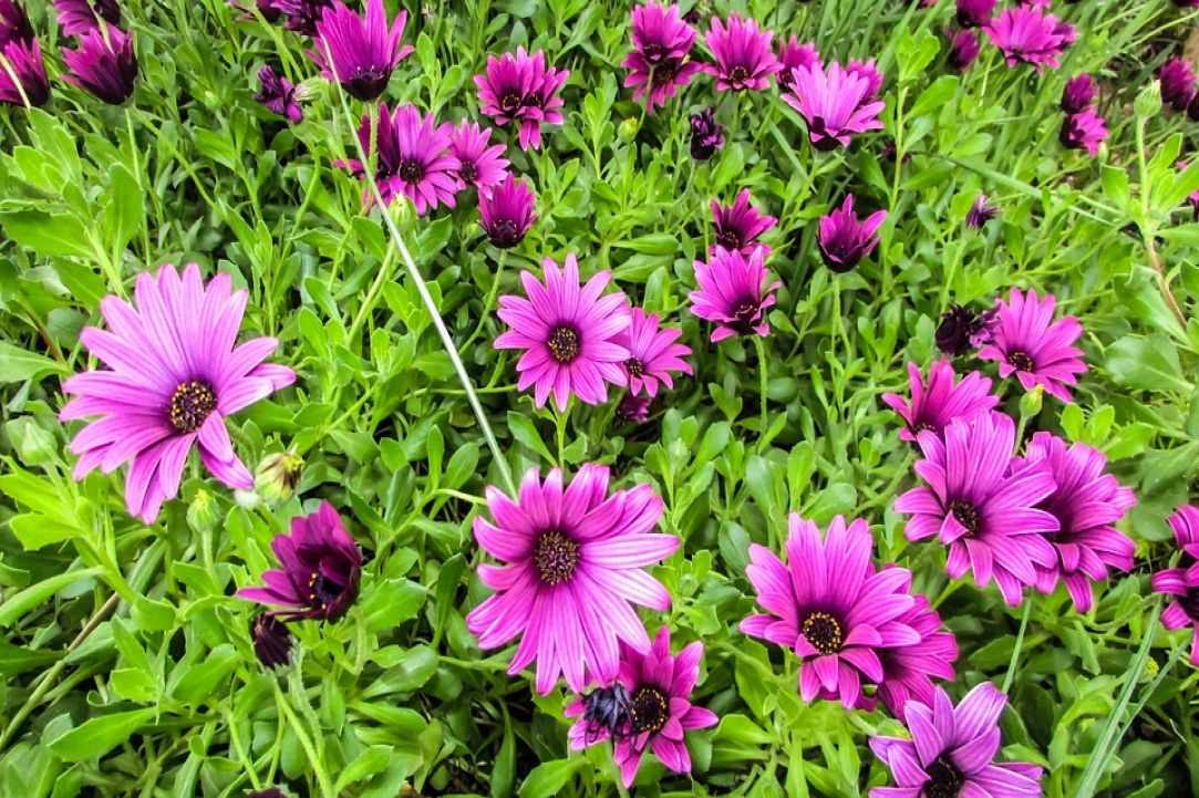 Spring in Cyprus