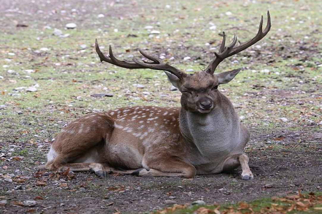 Dama dama mesopotamica deer of Cyprus
