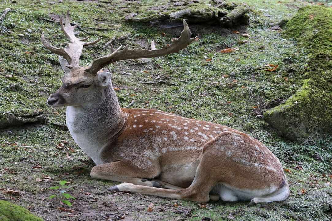 Dama dama mesopotamica deer of Cyprus