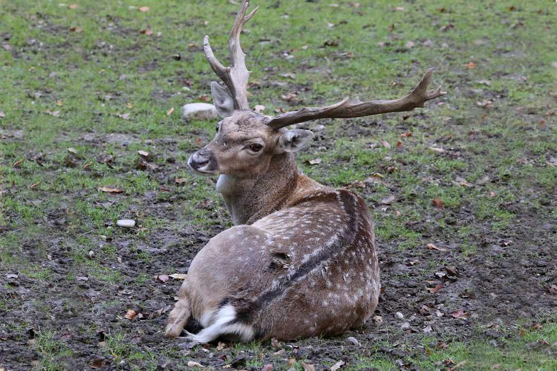 Dama dama mesopotamica deer of Cyprus