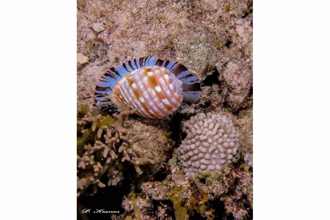 PADI Women's Dive Day 2017