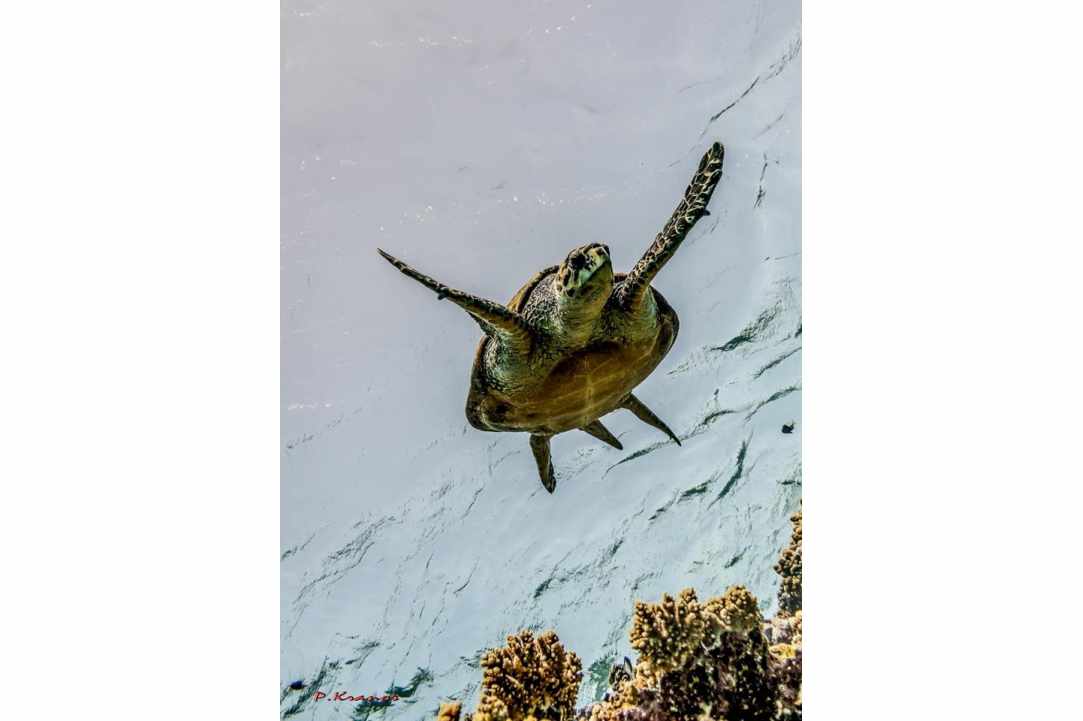 PADI Women's Dive Day 2017