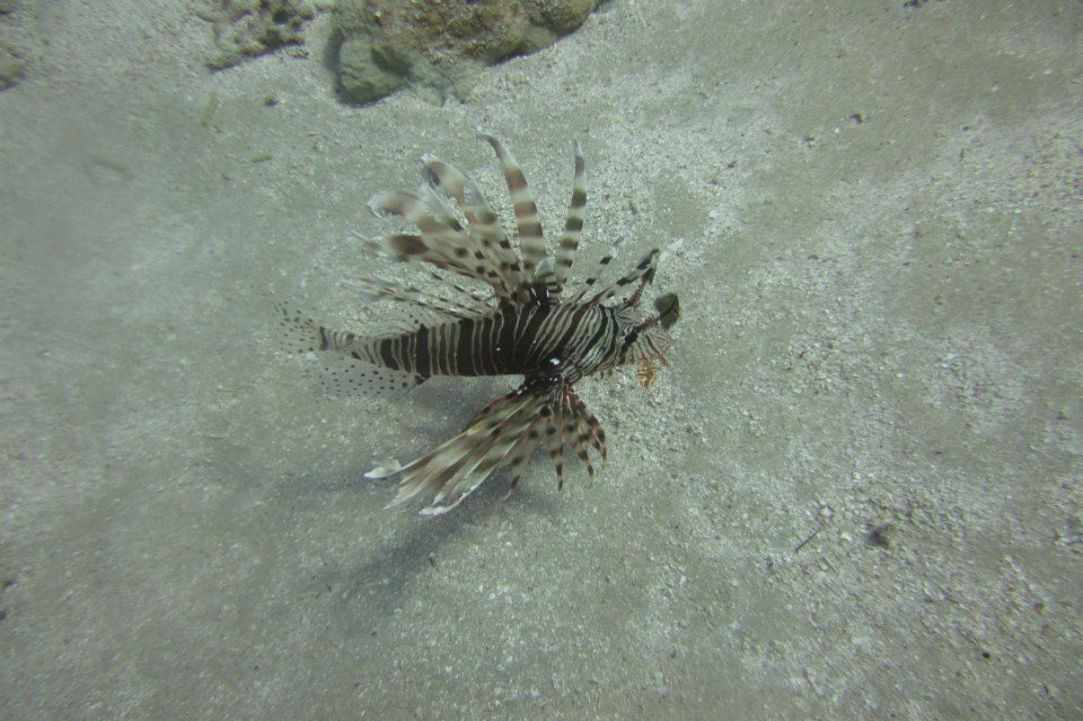 How dangerous scuba diving Is?