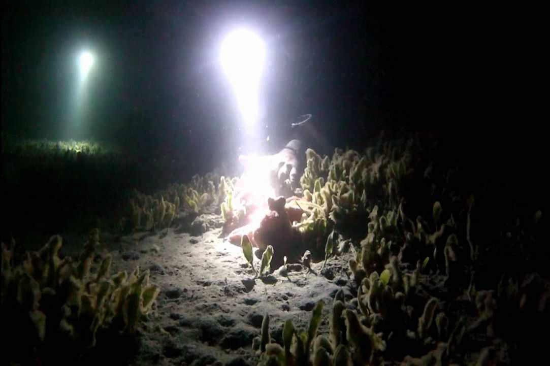Night Dive