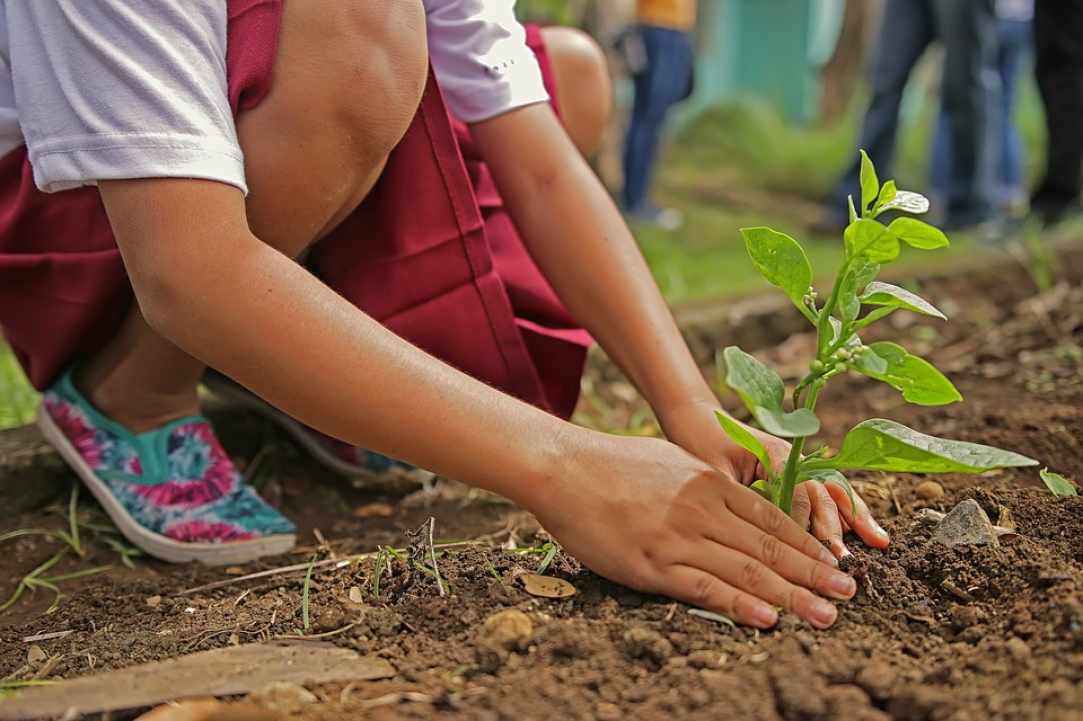 800,000 trees to be planted in the 4 major cities of Cyprus within the next few months