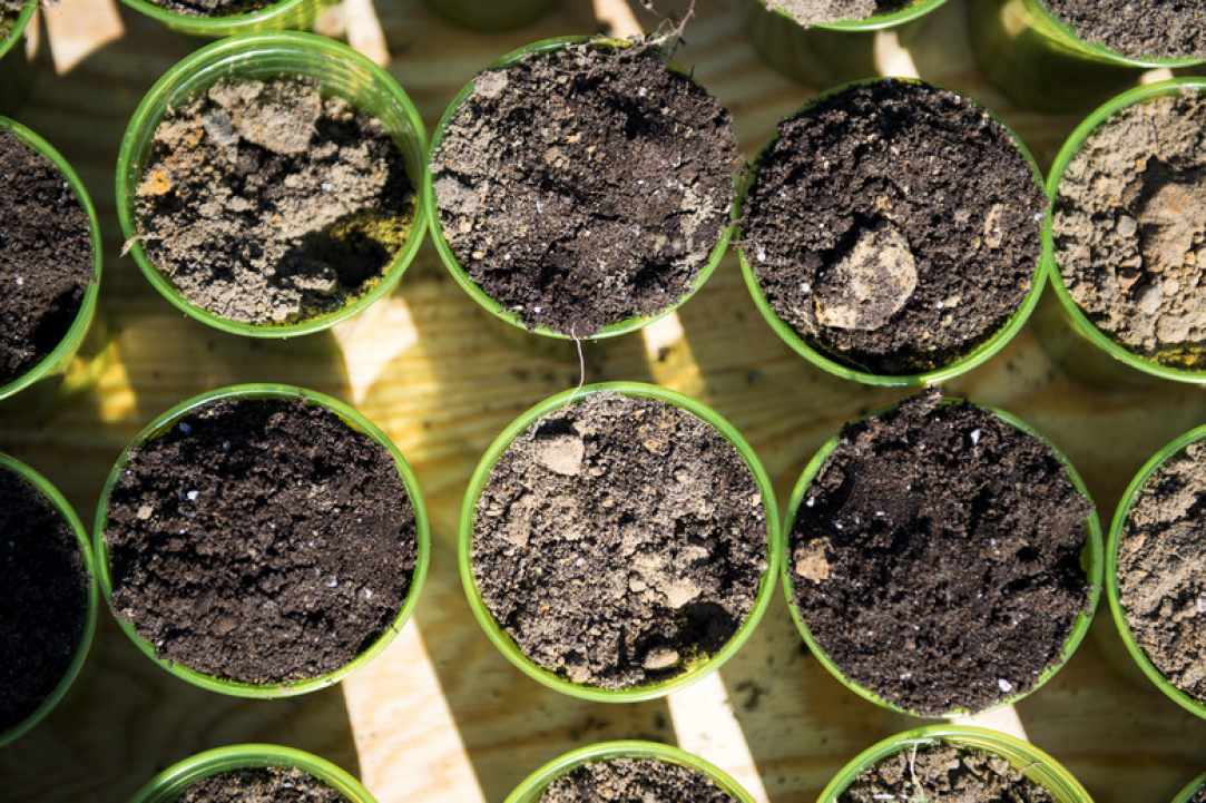 800,000 trees to be planted in the 4 major cities of Cyprus within the next few months