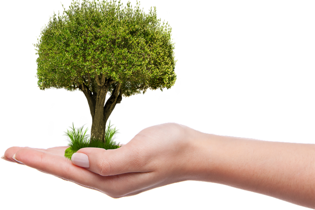 800,000 trees to be planted in the 4 major cities of Cyprus within the next few months