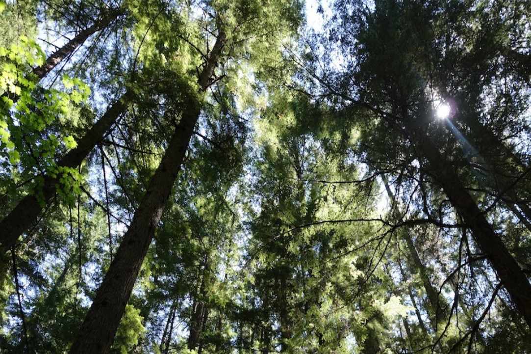 800,000 trees to be planted in the 4 major cities of Cyprus within the next few months