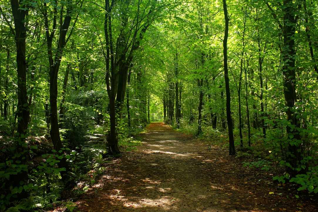 800,000 trees to be planted in the 4 major cities of Cyprus within the next few months