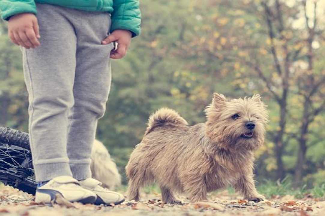 4th Cyprus protest for all animals
