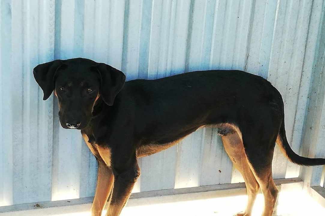 Save the dogs gallery image 1