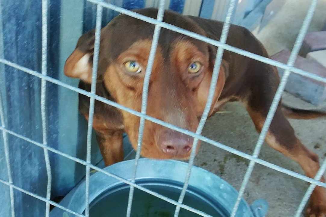 Save the dogs gallery image 5