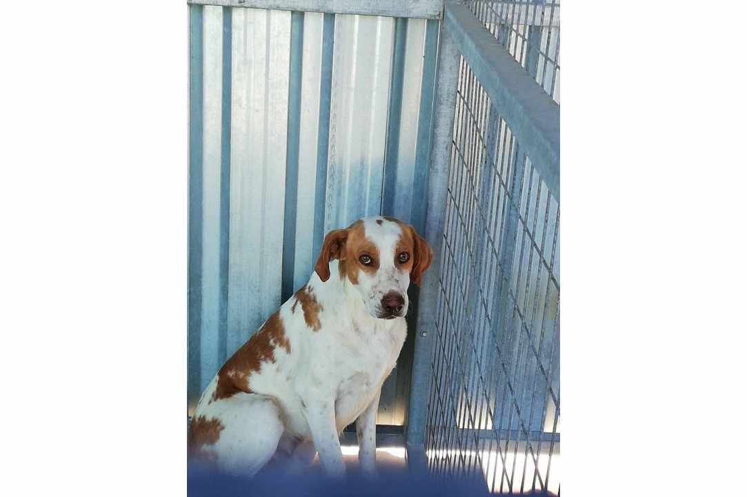 Save the dogs gallery image 3
