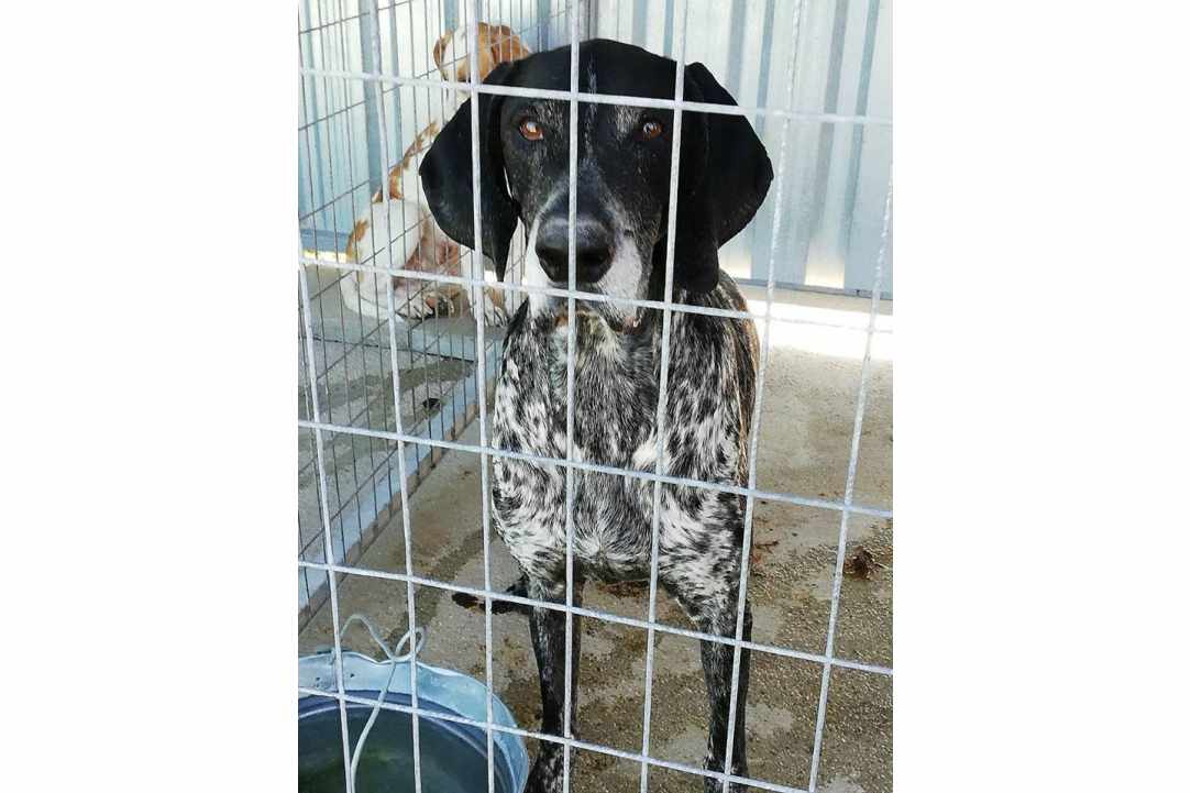 Save the dogs gallery image 4