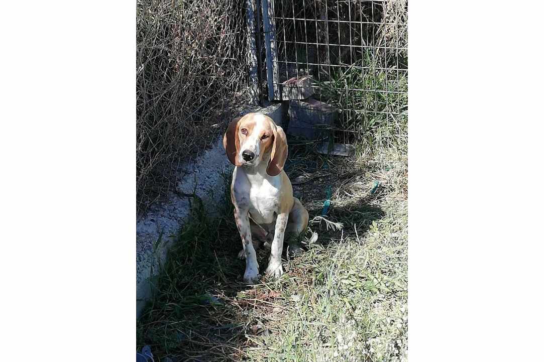 Save the dogs gallery image 2