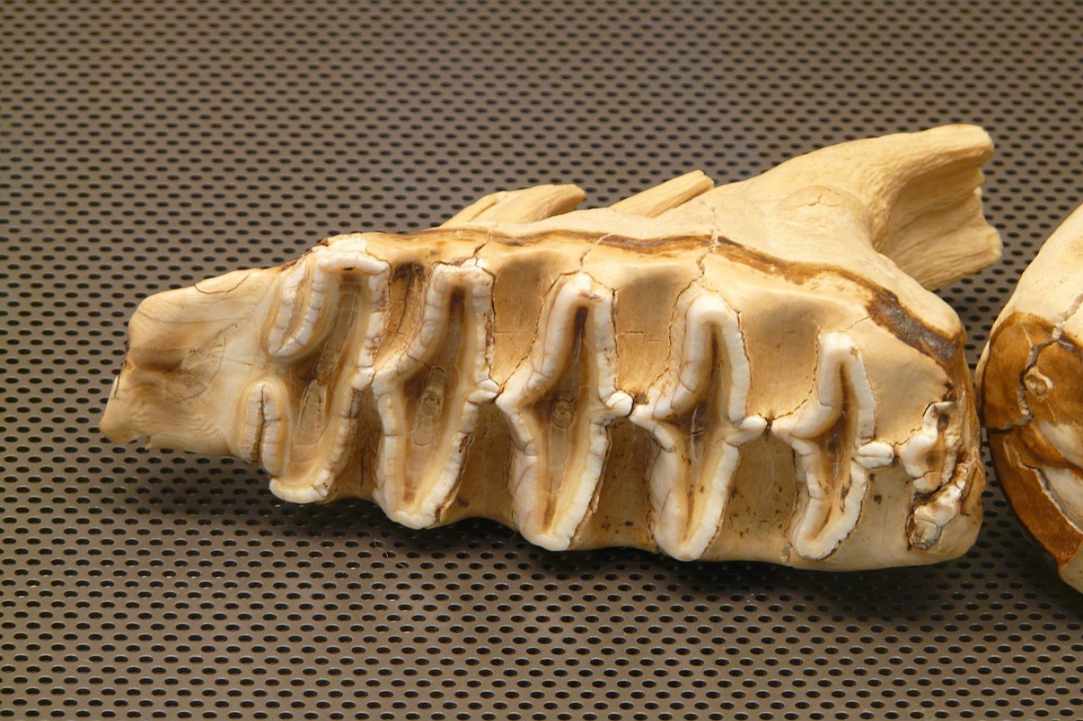 Cave of Palaeontological Finds in Ayia Napa