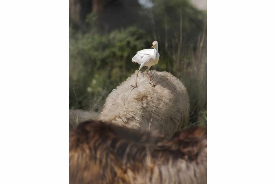 Birdwatching or Birding in Cyprus