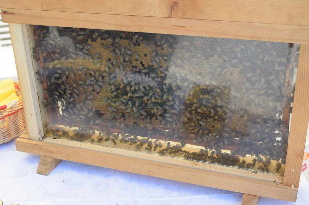 World Bee Day 20th May 2019