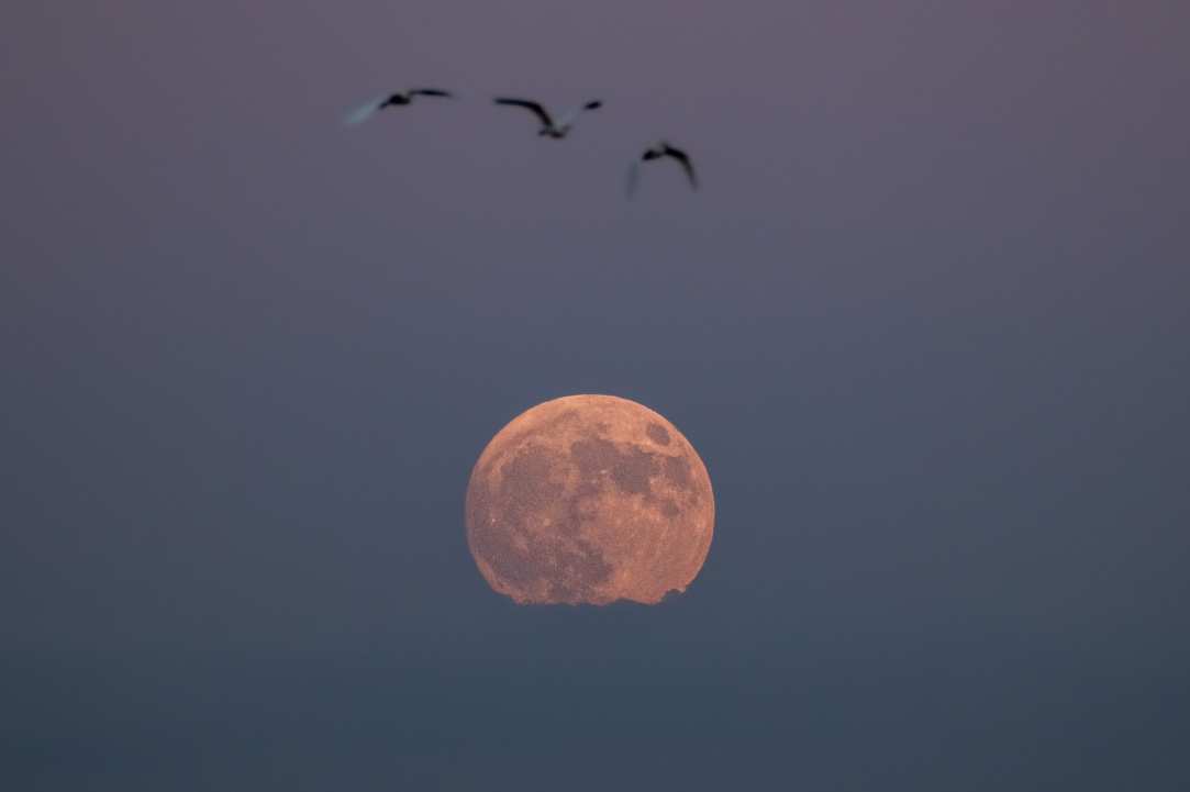 Birdwatching or Birding in Cyprus