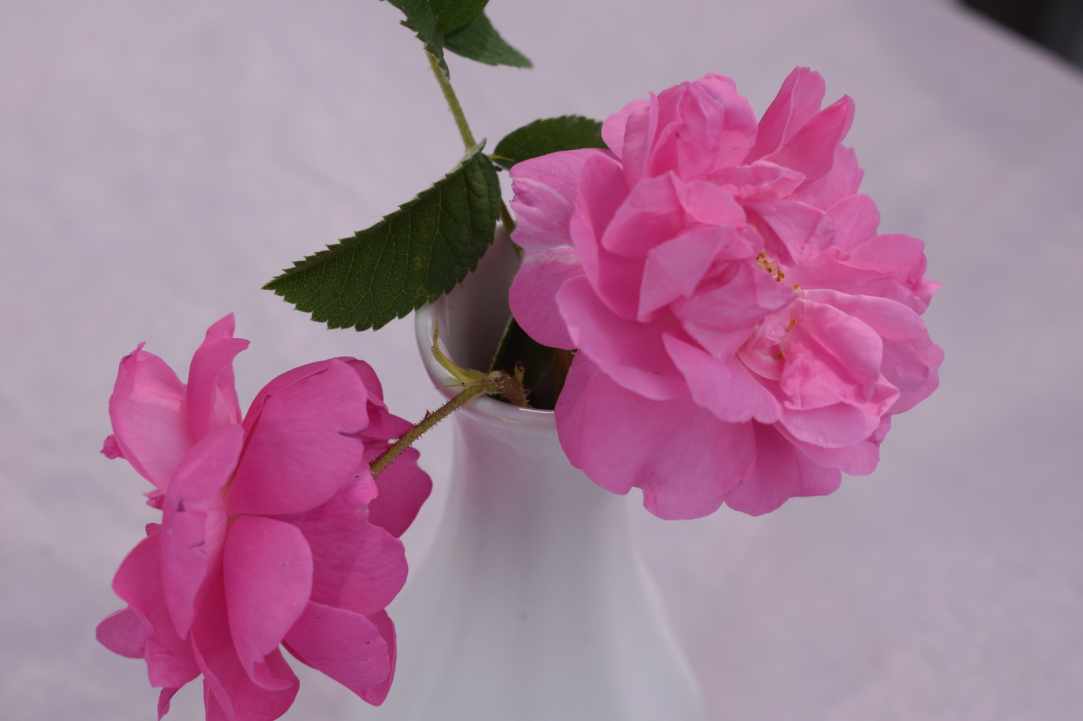 Agros Rose Festival 2019