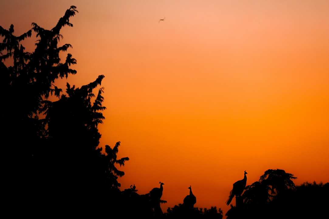 Birdwatching or Birding in Cyprus